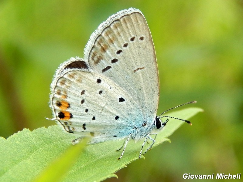 Parco del ticino : incontri del 23/8/14
